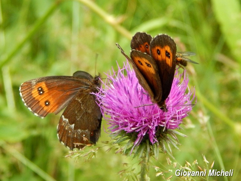 Erebia 1 da ID - Erebia euryale